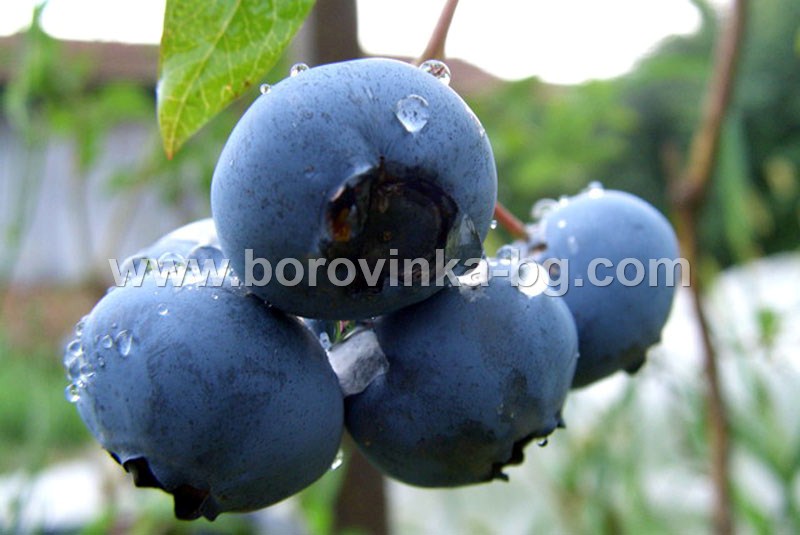 Плод на синя боровинка, сорт Блукроп /Bluecrop/ blue_crop_plod