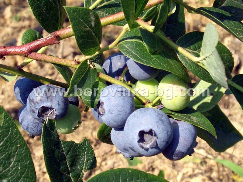 Синя боровинка, сорт Блуголд /Bluegold/ blue_gold_plod